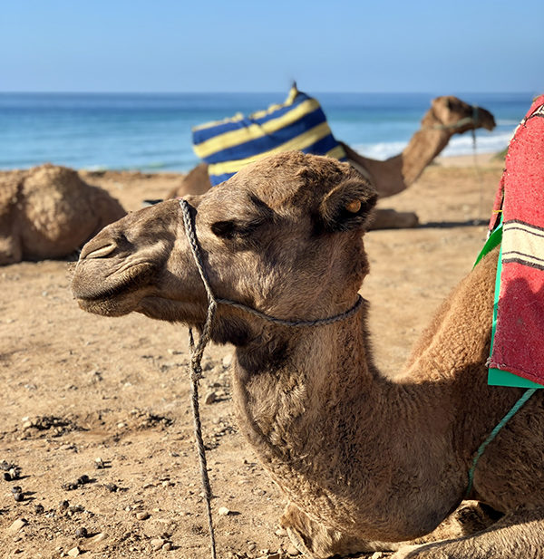 A camel in morocco